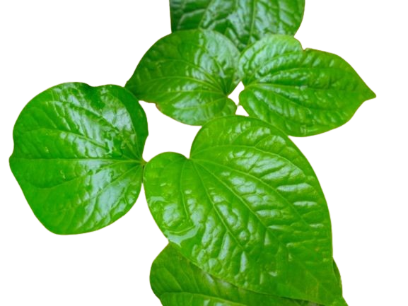 Introduction to Kava